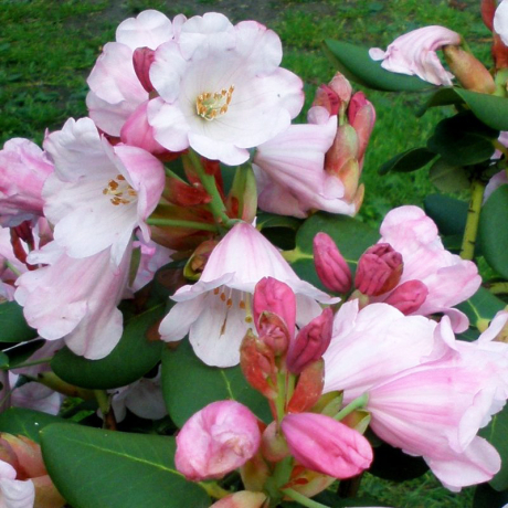 Różanecznik Yuefengense (rhododendron) C2 h 30-50 cm - Zdjęcie №1