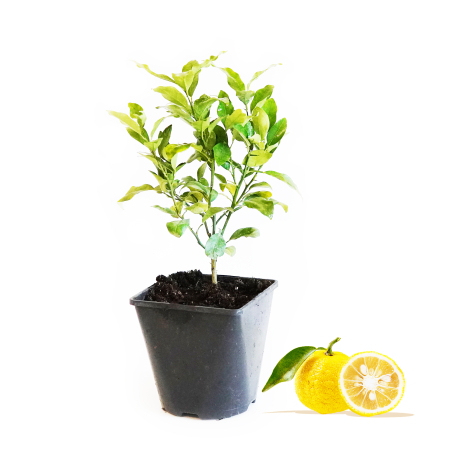Japońska cytryna Yuzu C2 h 25-45cm - Zdjęcie №1