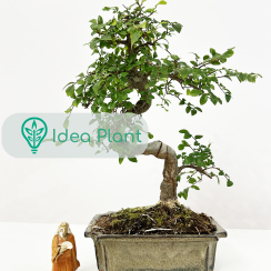 Bonsai Zelkova Nire (9 lat) doniczka 25 cm / wysokość rośliny 30 cm