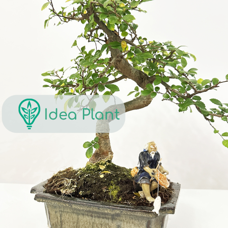 Bonsai Zelkova Nire (9 lat) doniczka 25 cm / wysokość rośliny 30 cm - Zdjęcie №2