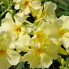 Oleandr 'Verona' : zmniejszona - Zdjęcie №3