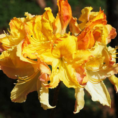 Azalia wielkokwiatowa Zuza C2 h 30-65 cm