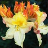 Azalia wielkokwiatowa Zuza C2 h 30-65 cm : zmniejszona - Zdjęcie №2