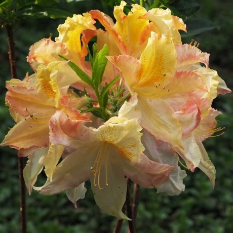 Azalia wielkokwiatowa Zuza C2 h 30-65 cm - Zdjęcie №3