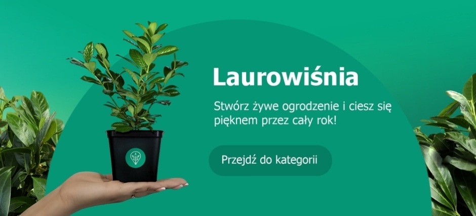 Stwórz żywe ogrodzenie z laurowiśni!  I ciesz się pięknem przez cały rok  Zamów sadzonki laurowiśni w Idea Plant!
